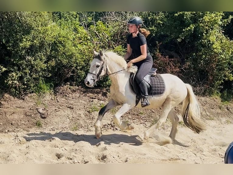 Cob Gelding 4 years 13 hh Dun in Sligo