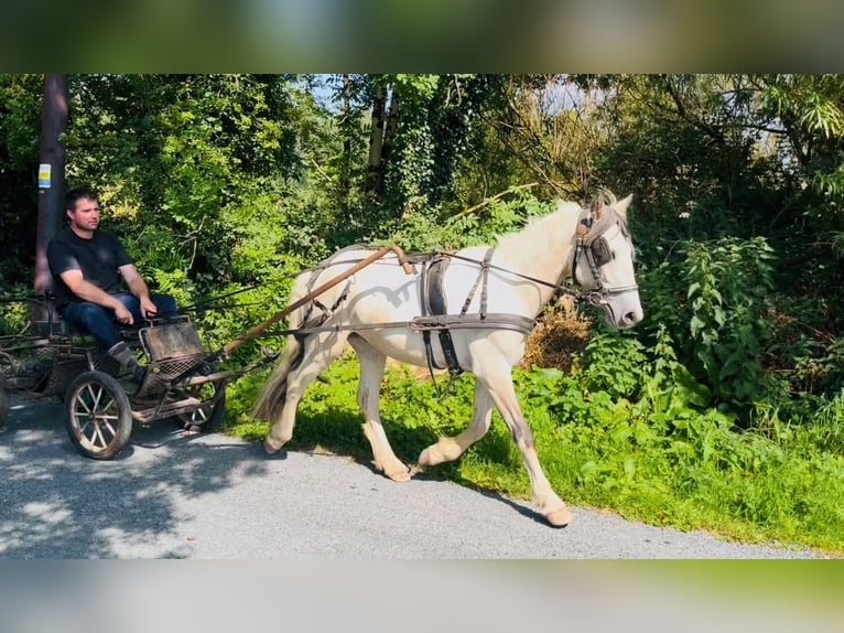 Cob Gelding 4 years 13 hh Dun in Sligo