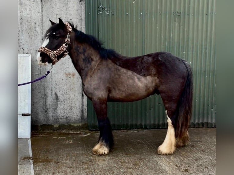 Cob Gelding 4 years 13,1 hh Black in Sligo