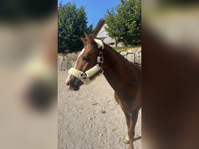 Cob Gelding 4 years 13,1 hh Chestnut in Ried im Traunkreis