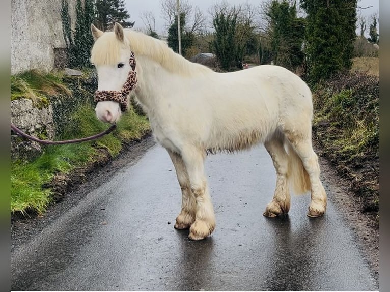 Cob Gelding 4 years 13,2 hh Leopard-Piebald in Sligo