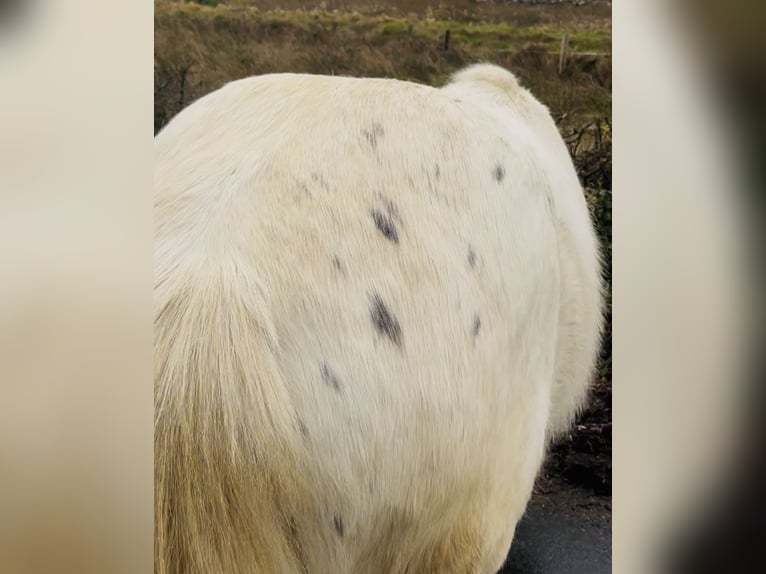 Cob Gelding 4 years 13,2 hh Leopard-Piebald in Sligo