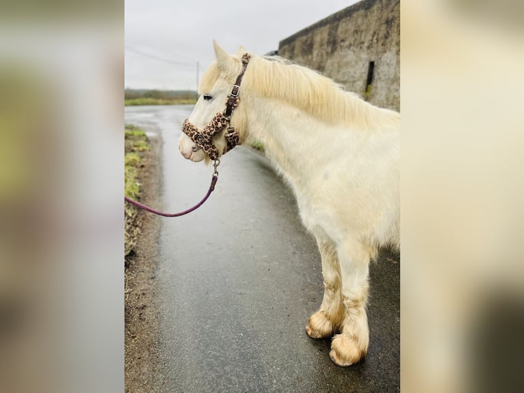 Cob Gelding 4 years 13,2 hh Leopard-Piebald in Sligo