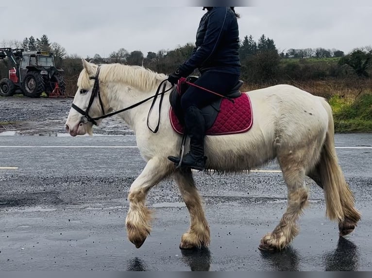 Cob Gelding 4 years 13,2 hh Leopard-Piebald in Sligo