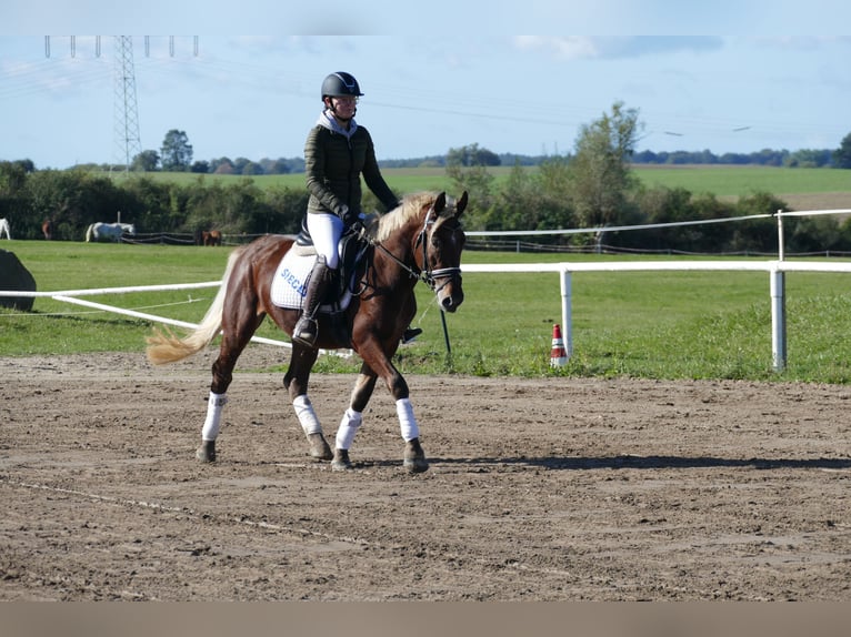 Cob Gelding 4 years 14,1 hh Chestnut in Ganschow