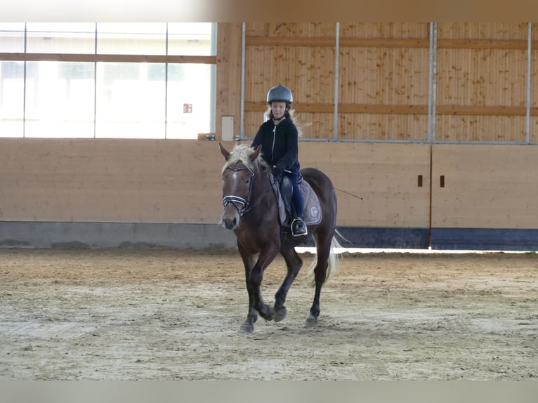 Cob Gelding 4 years 14,1 hh Chestnut in Ganschow