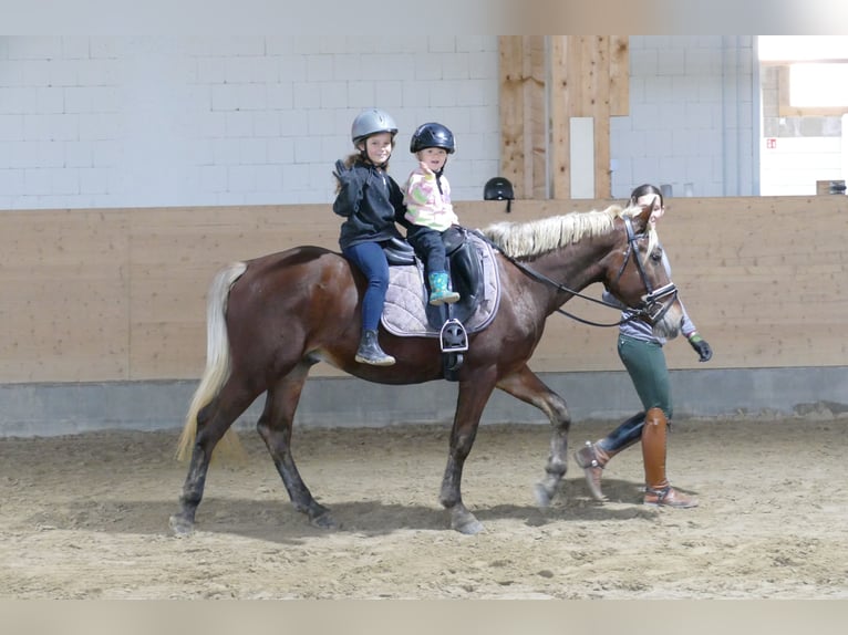 Cob Gelding 4 years 14,1 hh Chestnut in Ganschow