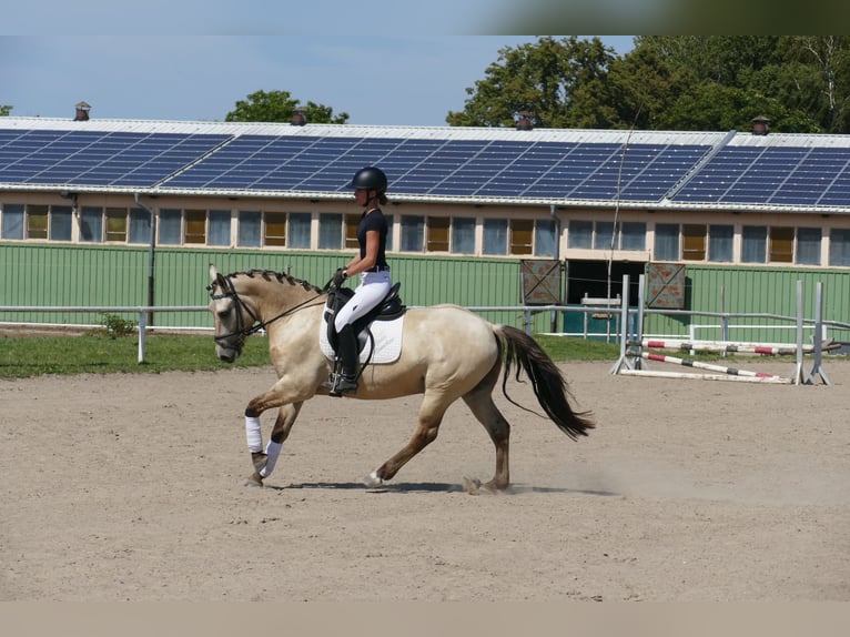 Cob Gelding 4 years 14.1 hh Dun in Ganschow