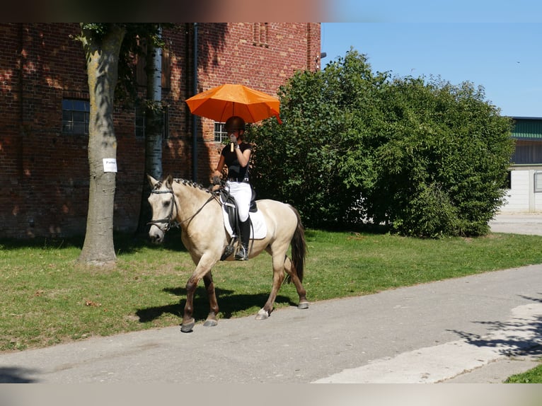 Cob Gelding 4 years 14.1 hh Dun in Ganschow