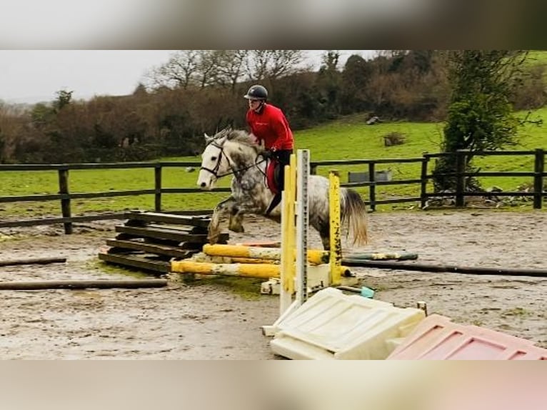 Cob Gelding 4 years 14,1 hh Gray-Dapple in Sligo