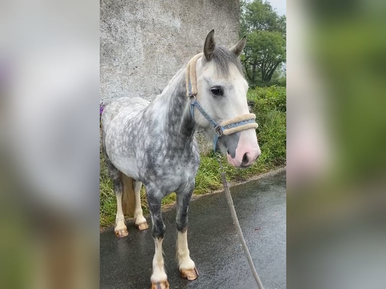 Cob Gelding 4 years 14,1 hh Gray-Dapple in Sligo