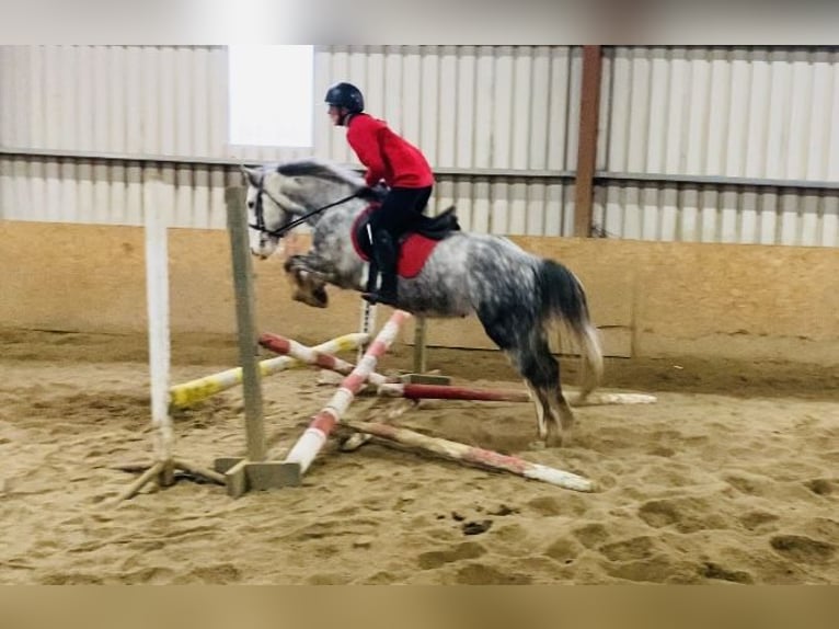 Cob Gelding 4 years 14,1 hh Gray-Dapple in Sligo