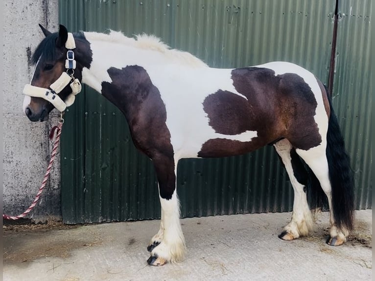 Cob Gelding 4 years 14.1 hh Pinto in Sligo