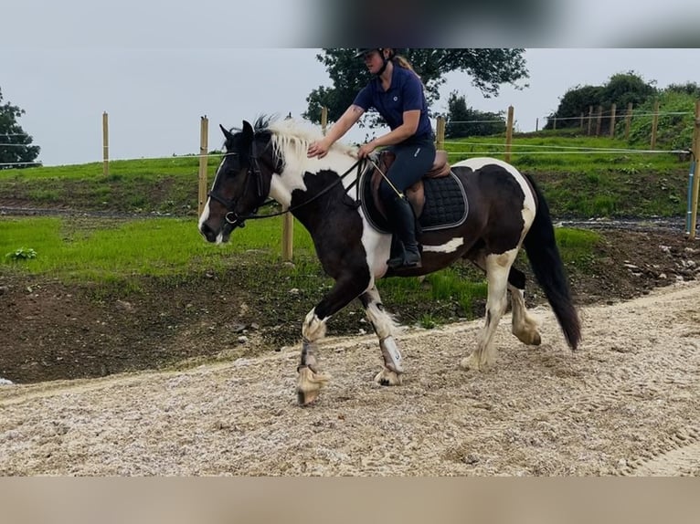 Cob Gelding 4 years 14.1 hh Pinto in Sligo