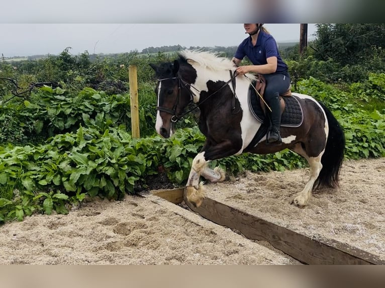 Cob Gelding 4 years 14.1 hh Pinto in Sligo