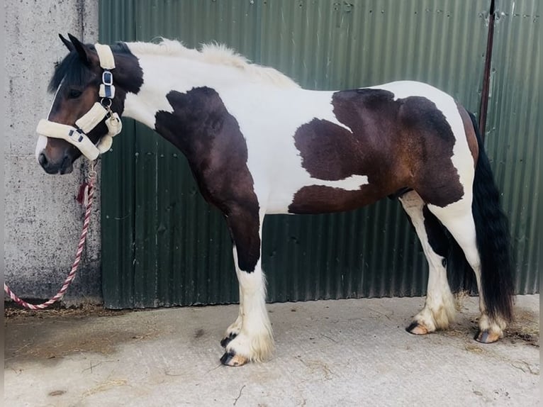 Cob Gelding 4 years 14.1 hh Pinto in Sligo