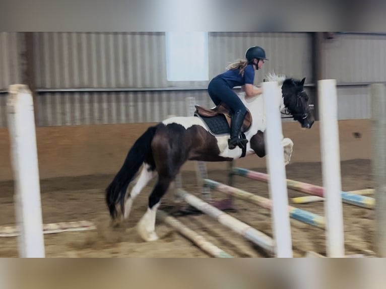 Cob Gelding 4 years 14.1 hh Pinto in Sligo