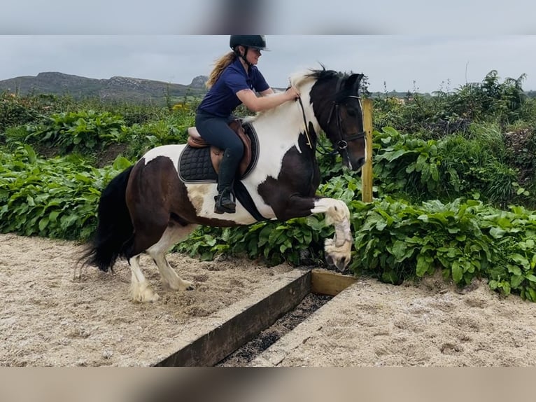 Cob Gelding 4 years 14.1 hh Pinto in Sligo