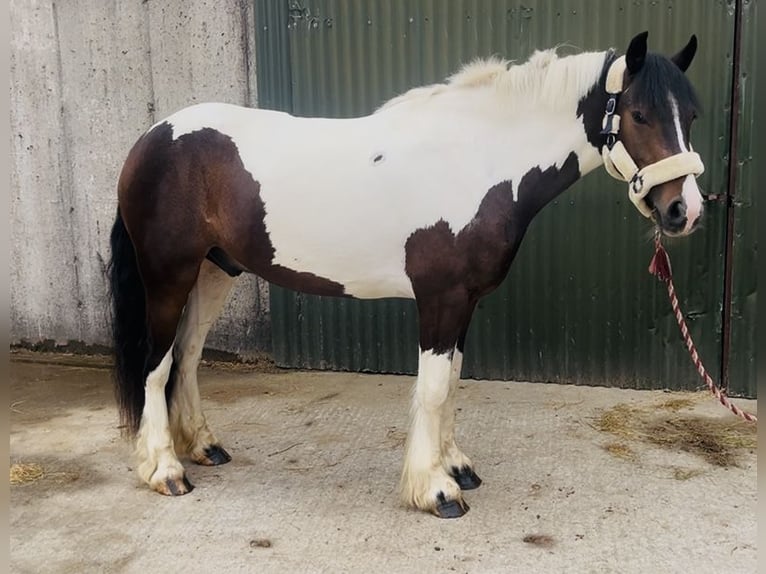 Cob Gelding 4 years 14.1 hh Pinto in Sligo