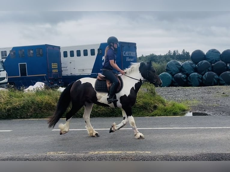 Cob Gelding 4 years 14.1 hh Pinto in Sligo