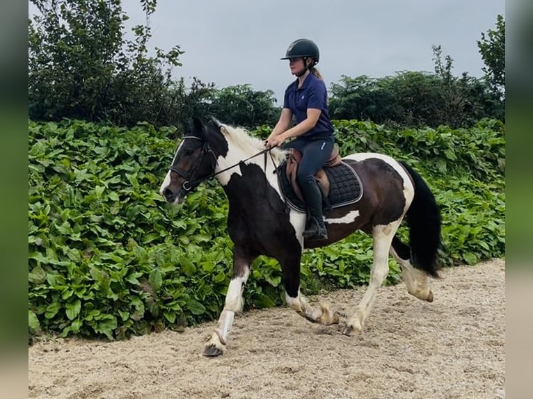 Cob Gelding 4 years 14.1 hh Pinto in Sligo