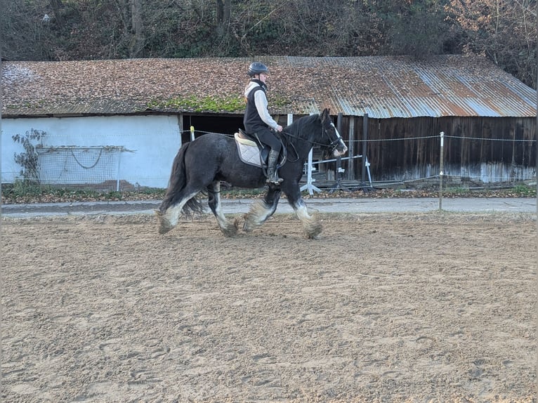 Cob Gelding 4 years 14,1 hh Roan-Blue in Morsbach