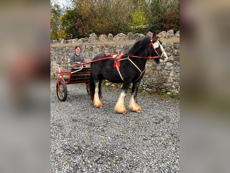 Cob Gelding 4 years 14,1 hh Roan-Blue in Morsbach