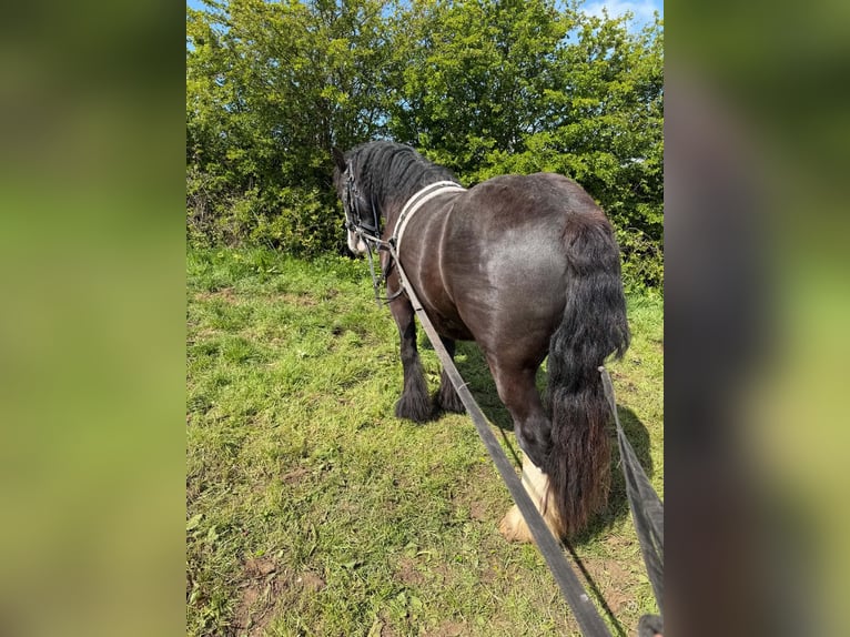 Cob Gelding 4 years 14.2 hh Black in Tulln