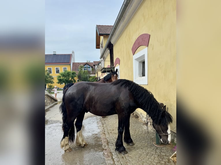 Cob Gelding 4 years 14.2 hh Black in Tulln