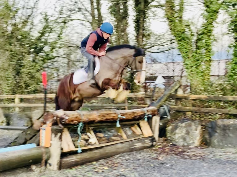 Cob Gelding 4 years 14,2 hh Brown in Mountrath