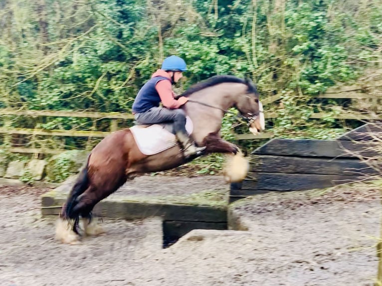 Cob Gelding 4 years 14,2 hh Brown in Mountrath