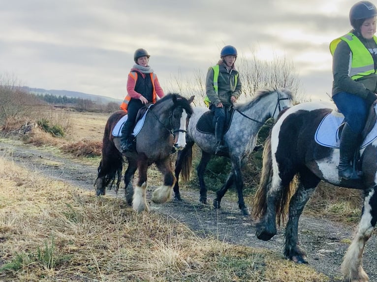 Cob Gelding 4 years 14,2 hh Brown in Mountrath