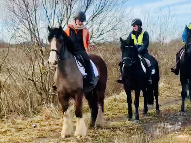 Cob Gelding 4 years 14,2 hh Brown in Mountrath