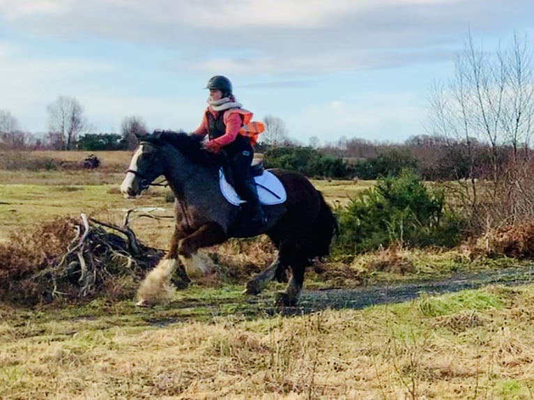 Cob Gelding 4 years 14,2 hh Brown in Mountrath