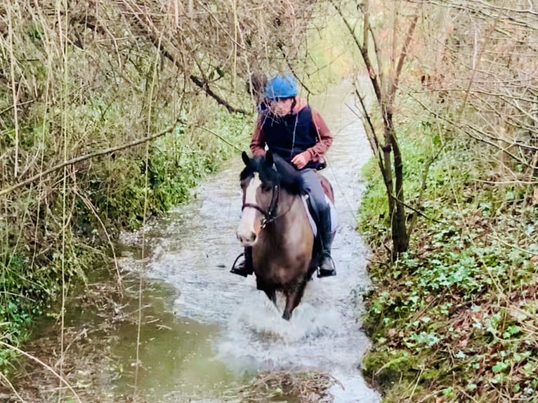 Cob Gelding 4 years 14,2 hh Brown in Mountrath