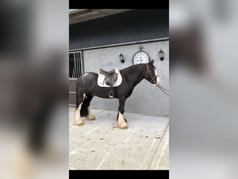 Cob Gelding 4 years 14,2 hh Brown in Galway