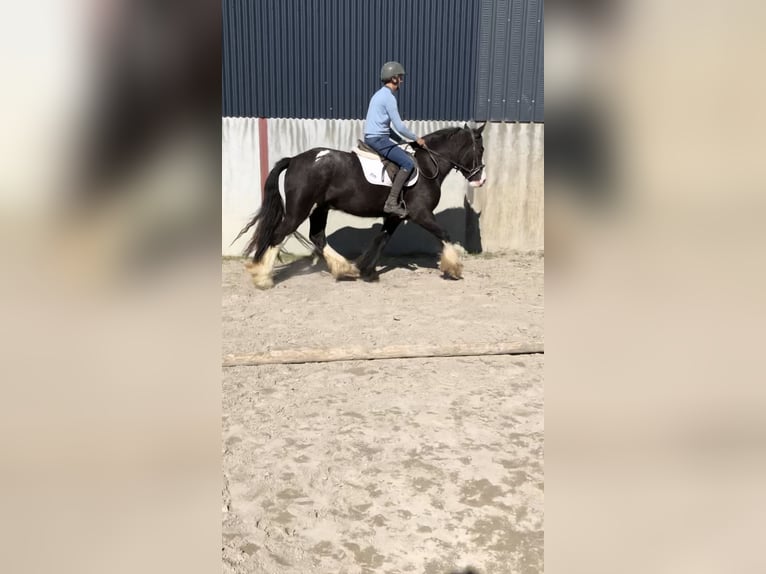 Cob Gelding 4 years 14,2 hh Brown in Galway