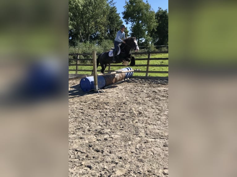 Cob Gelding 4 years 14,2 hh Brown in Galway