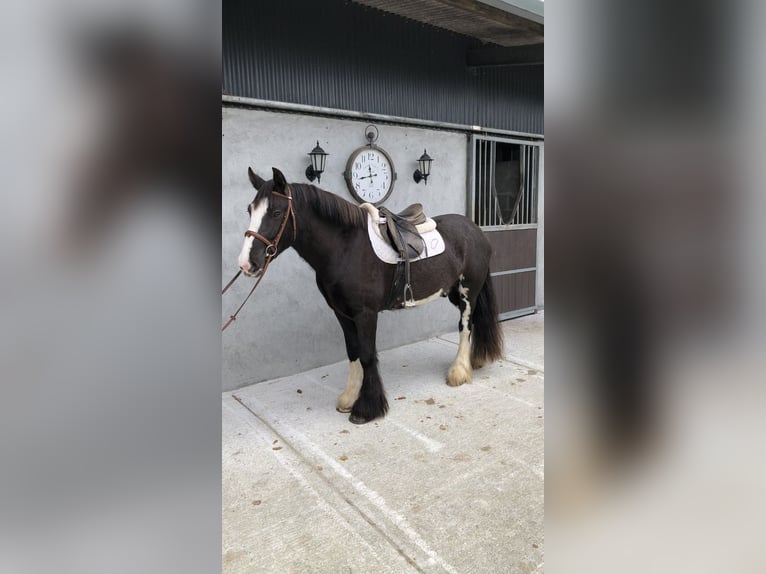 Cob Gelding 4 years 14,2 hh Brown in Galway