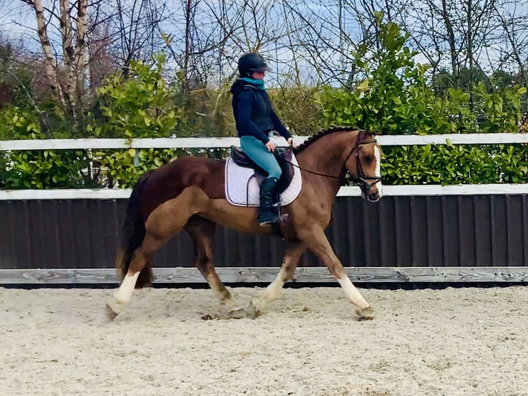 Cob Gelding 4 years 14,2 hh Chestnut-Red in Mountrath