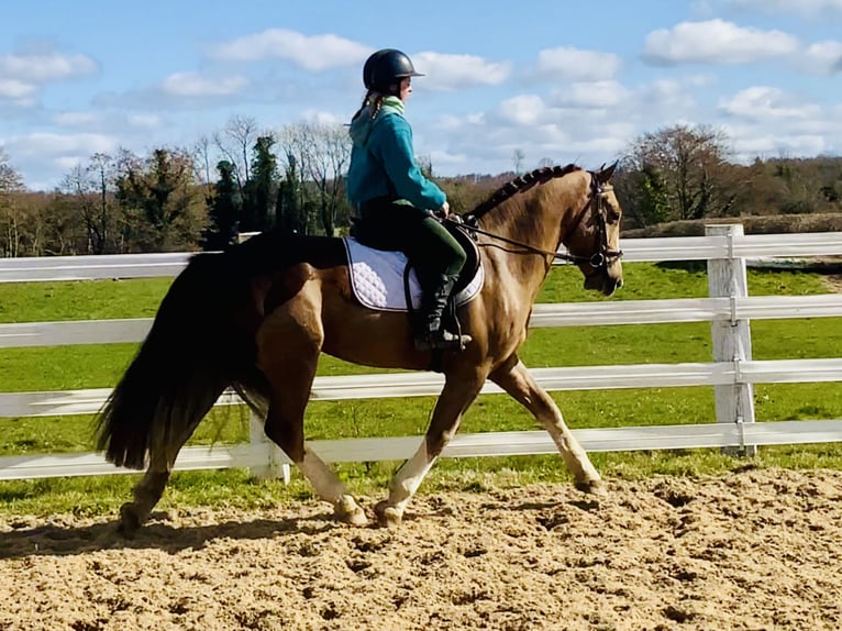 Cob Gelding 4 years 14,2 hh Chestnut-Red in Mountrath