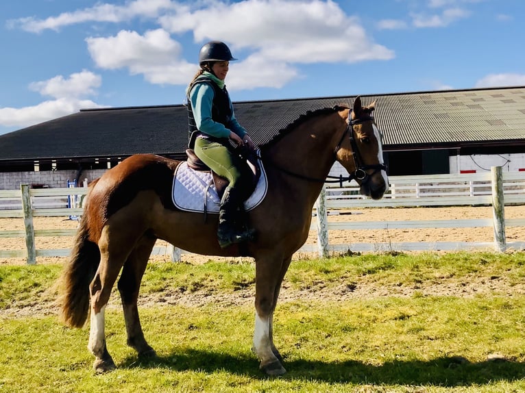 Cob Gelding 4 years 14,2 hh Chestnut-Red in Mountrath