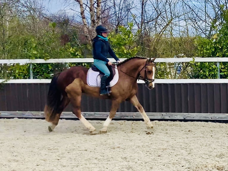 Cob Gelding 4 years 14,2 hh Chestnut-Red in Mountrath