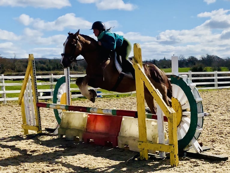 Cob Gelding 4 years 14,2 hh Chestnut-Red in Mountrath