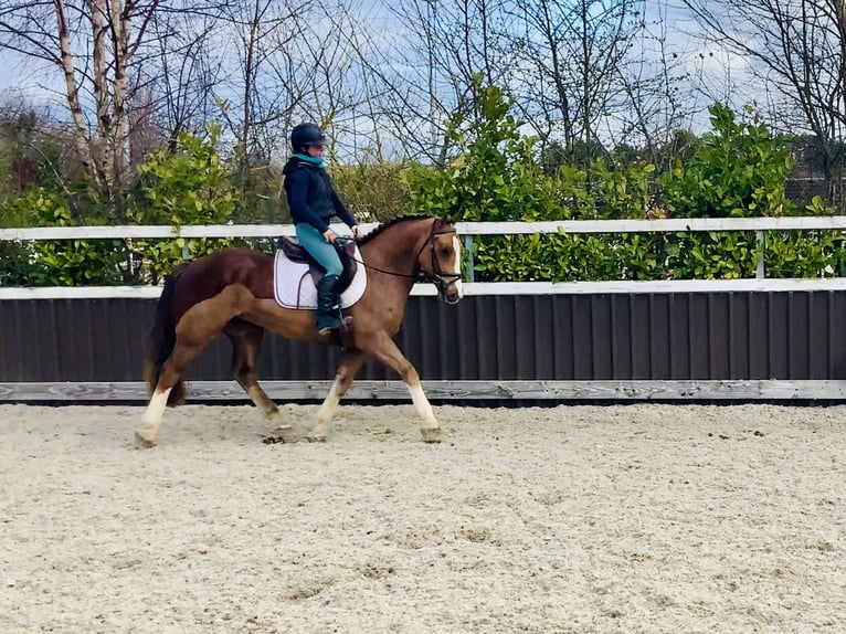 Cob Gelding 4 years 14,2 hh Chestnut-Red in Mountrath