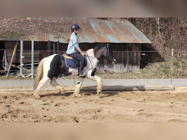 Cob Mix Gelding 4 years 14 hh Pinto in Morsbach