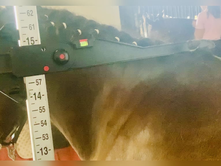 Cob Gelding 4 years 14,1 hh Brown in Mountrath