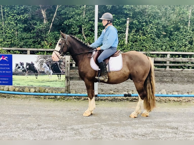Cob Gelding 4 years 14,1 hh Brown in Mountrath