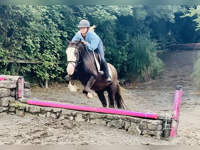 Cob Gelding 4 years 14,1 hh Brown in Mountrath