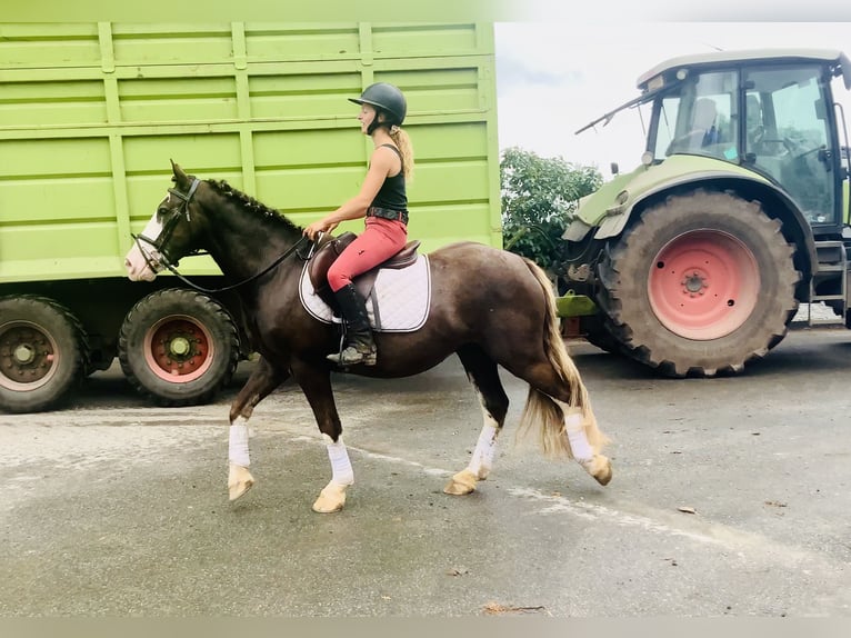 Cob Gelding 4 years 14,1 hh Brown in Mountrath